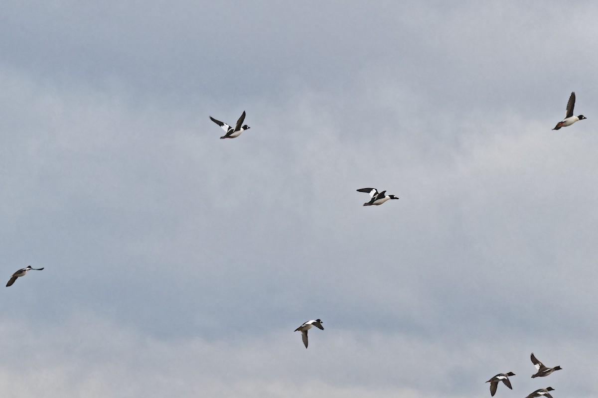 Porrón Osculado - ML645351634