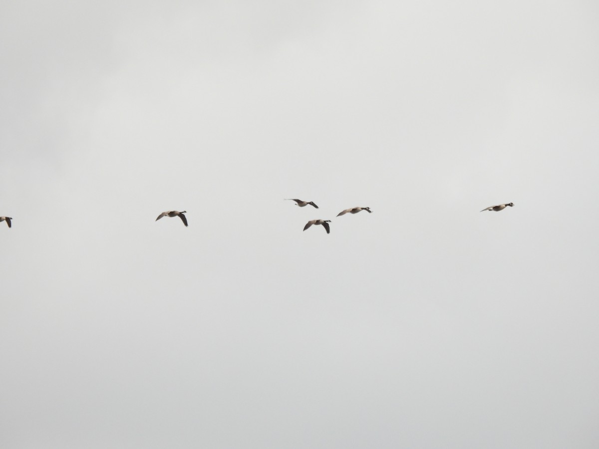 Barnacla Canadiense Grande - ML645351635