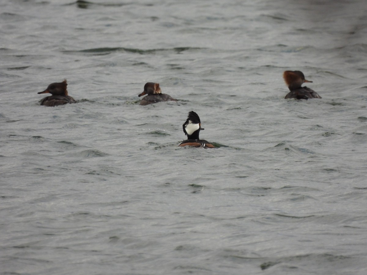 Serreta Capuchona - ML645351637