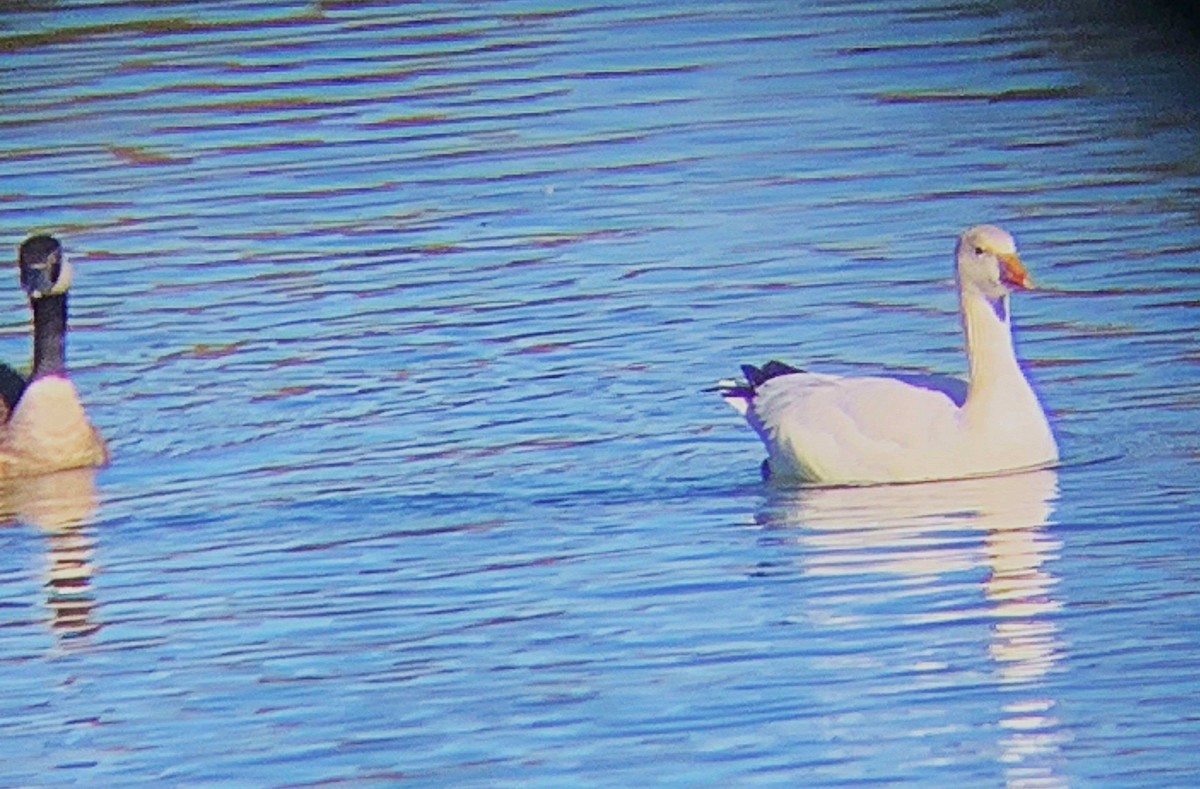 Ánsar Nival - ML645351638