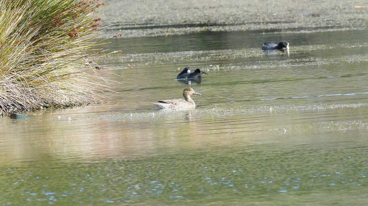 Northern Pintail - ML645351639