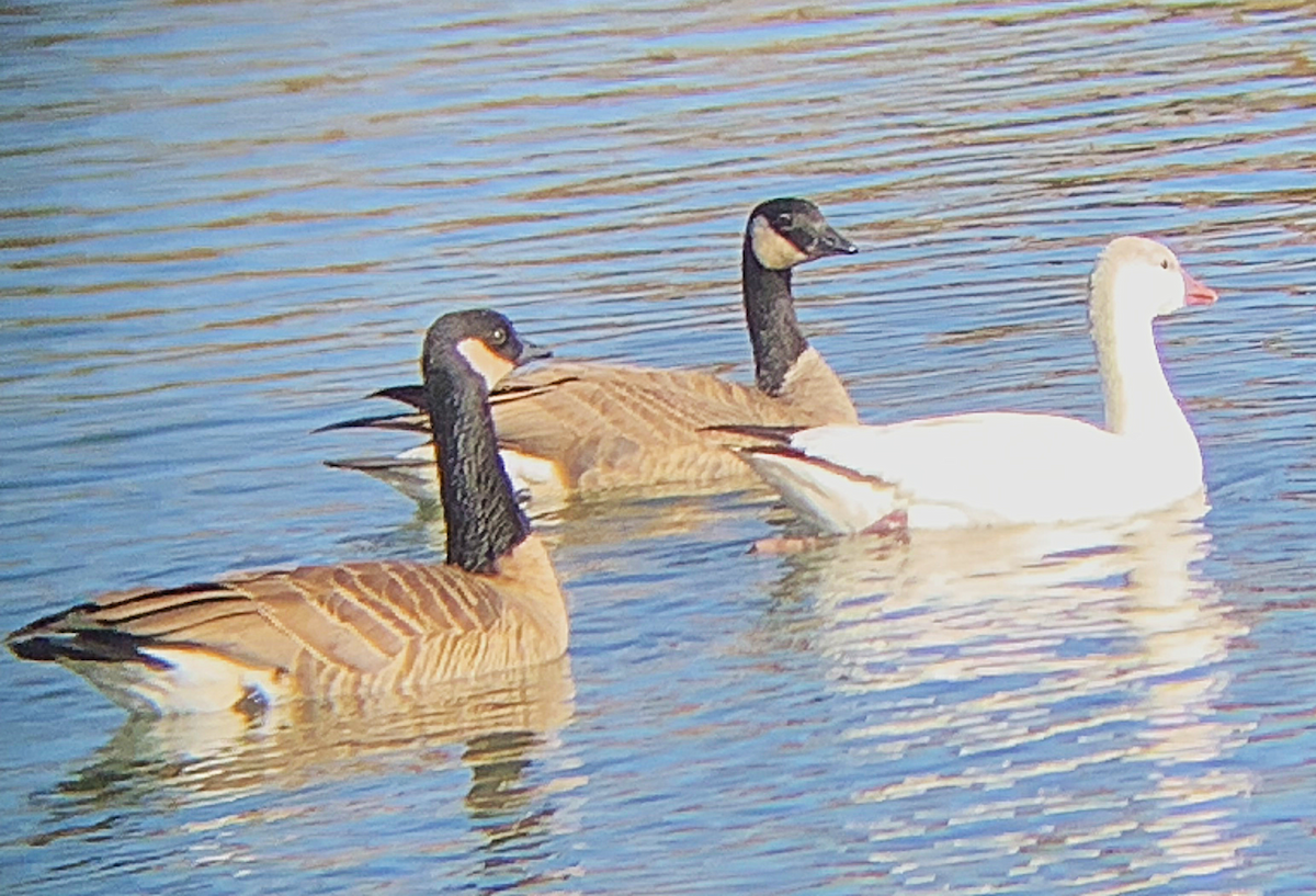 Ánsar Nival - ML645351640