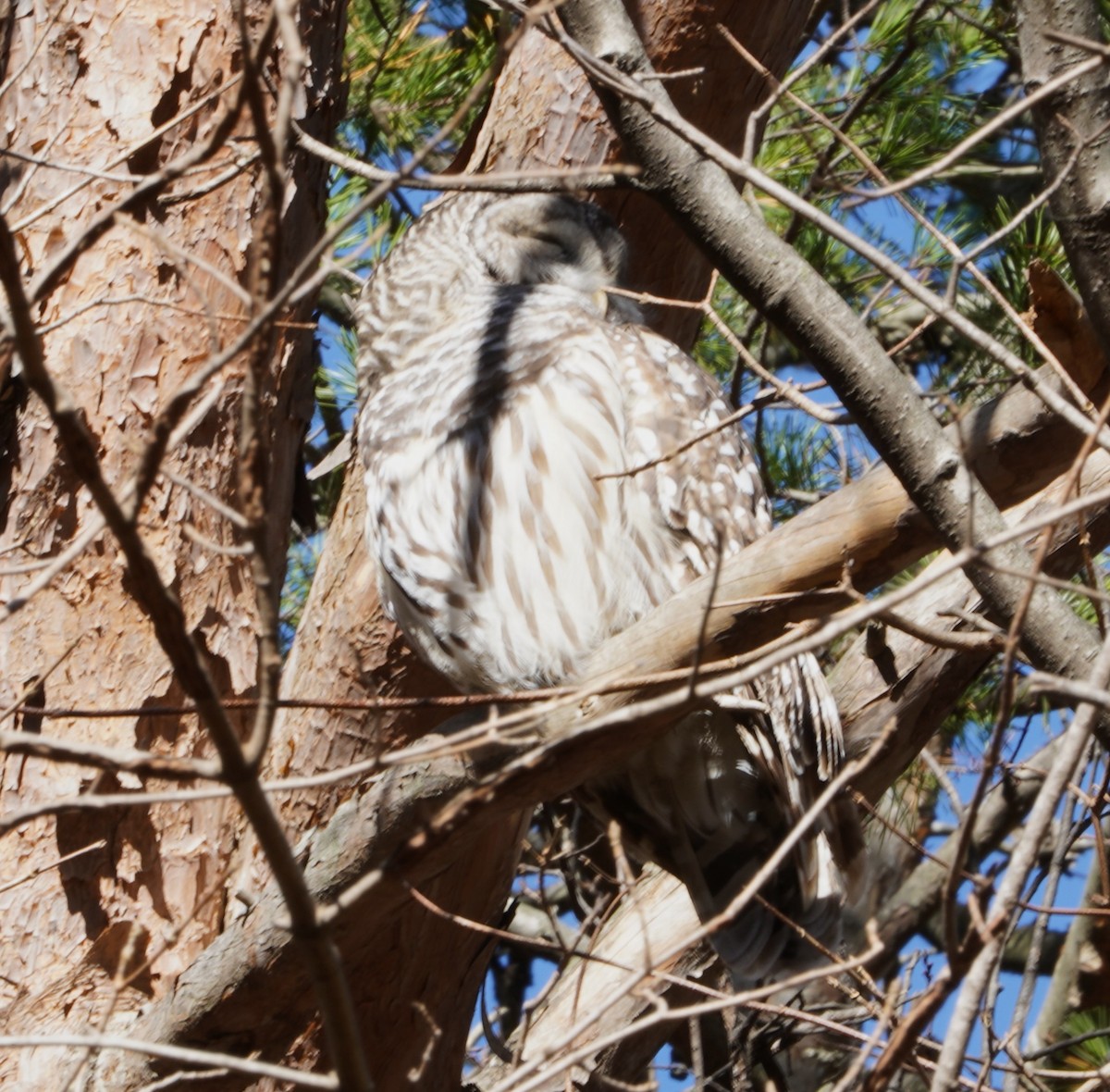 Cárabo Norteamericano - ML645351641