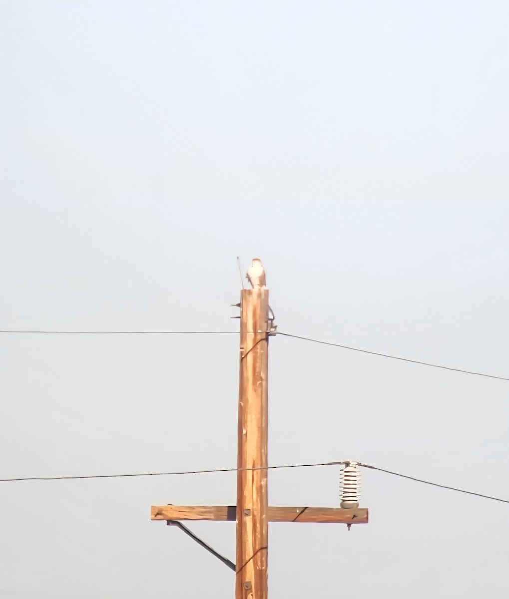 Halcón Mexicano - ML645351642