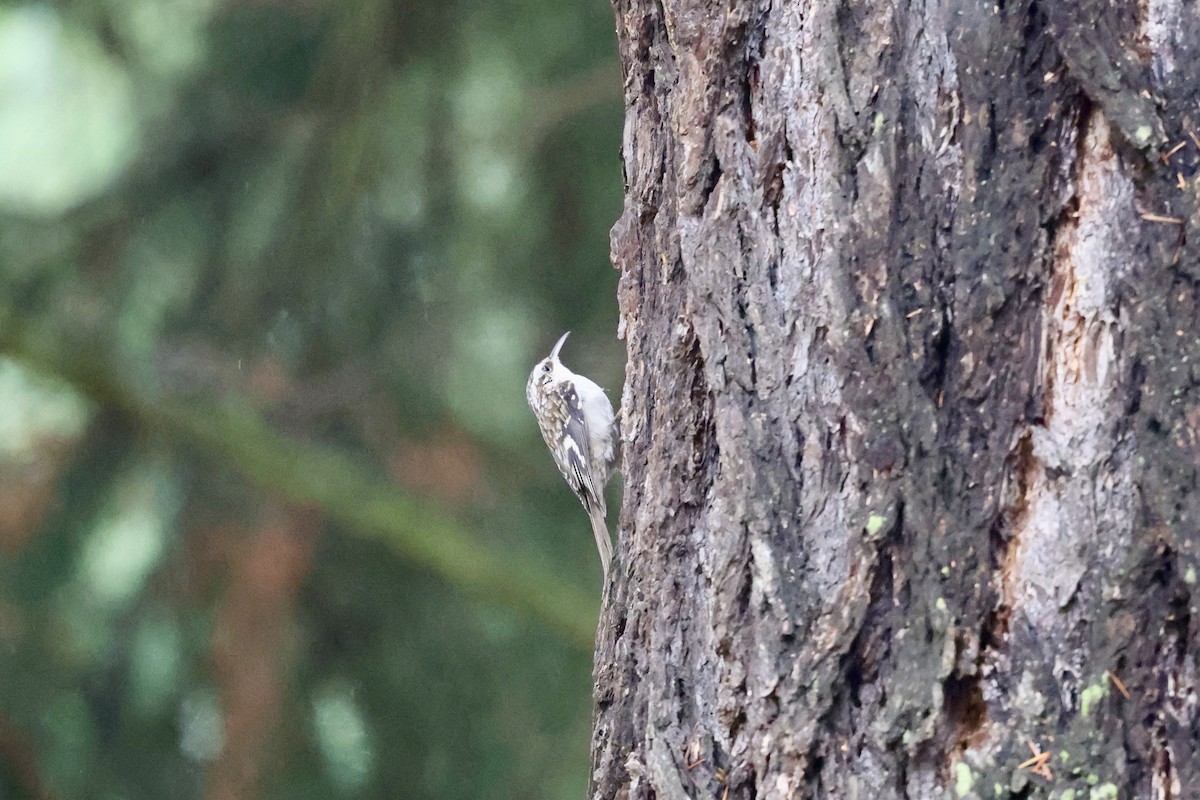 Agateador Americano - ML645351644