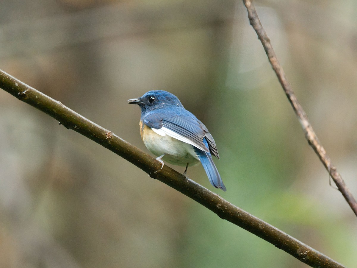 Papamoscas de Hainán (Pechinaranja Occidental) - ML645351645