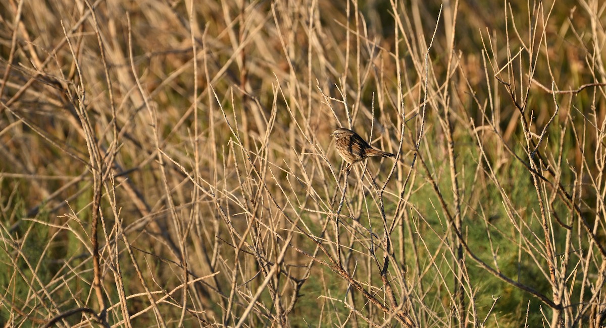 Chingolo Cantor - ML645351646