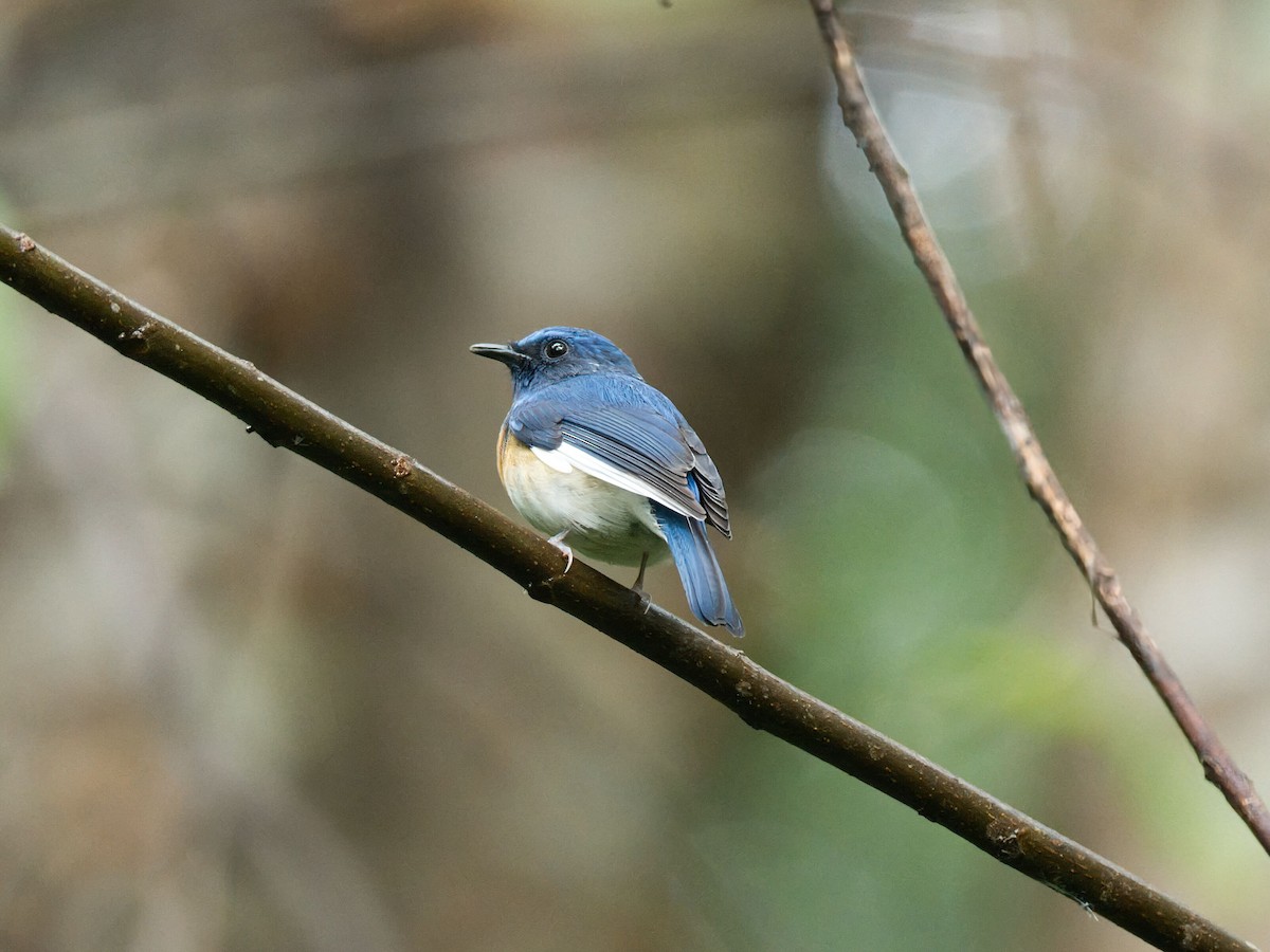 Papamoscas de Hainán (Pechinaranja Occidental) - ML645351647