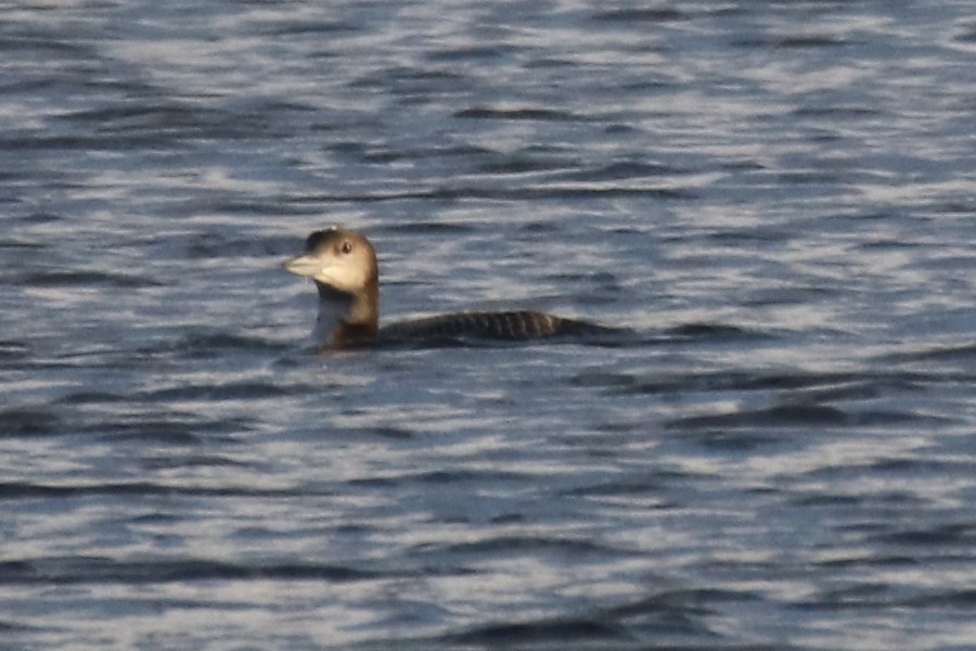 Strolaga maggiore - ML645351648