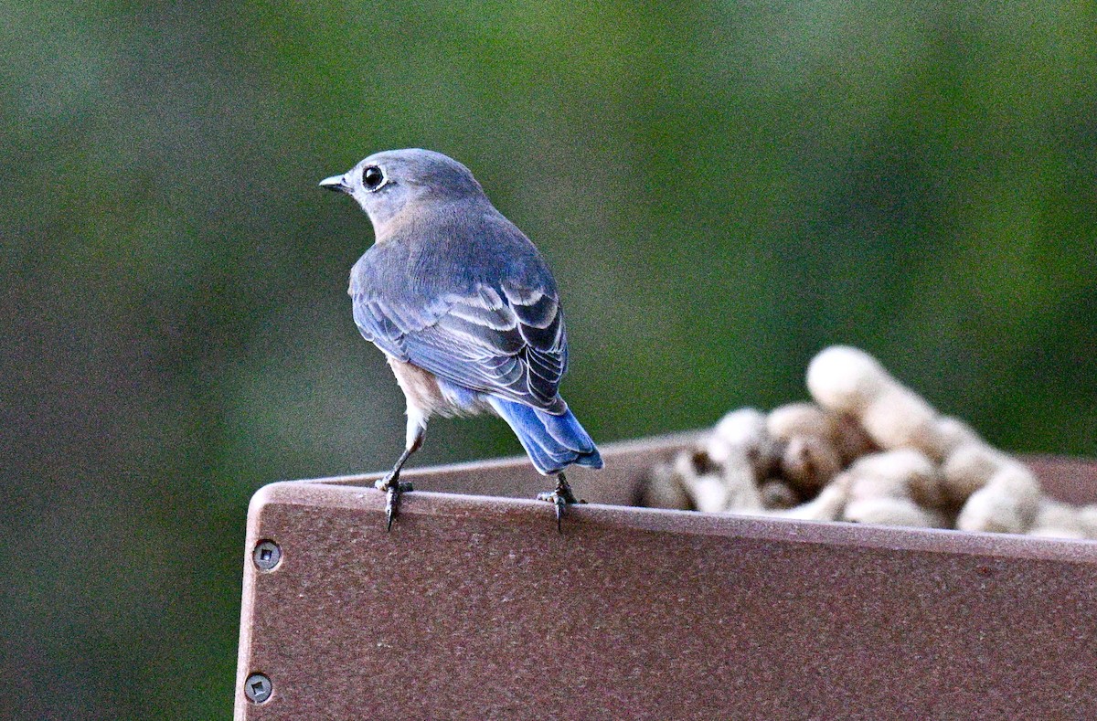 Azulejo Oriental - ML645351649