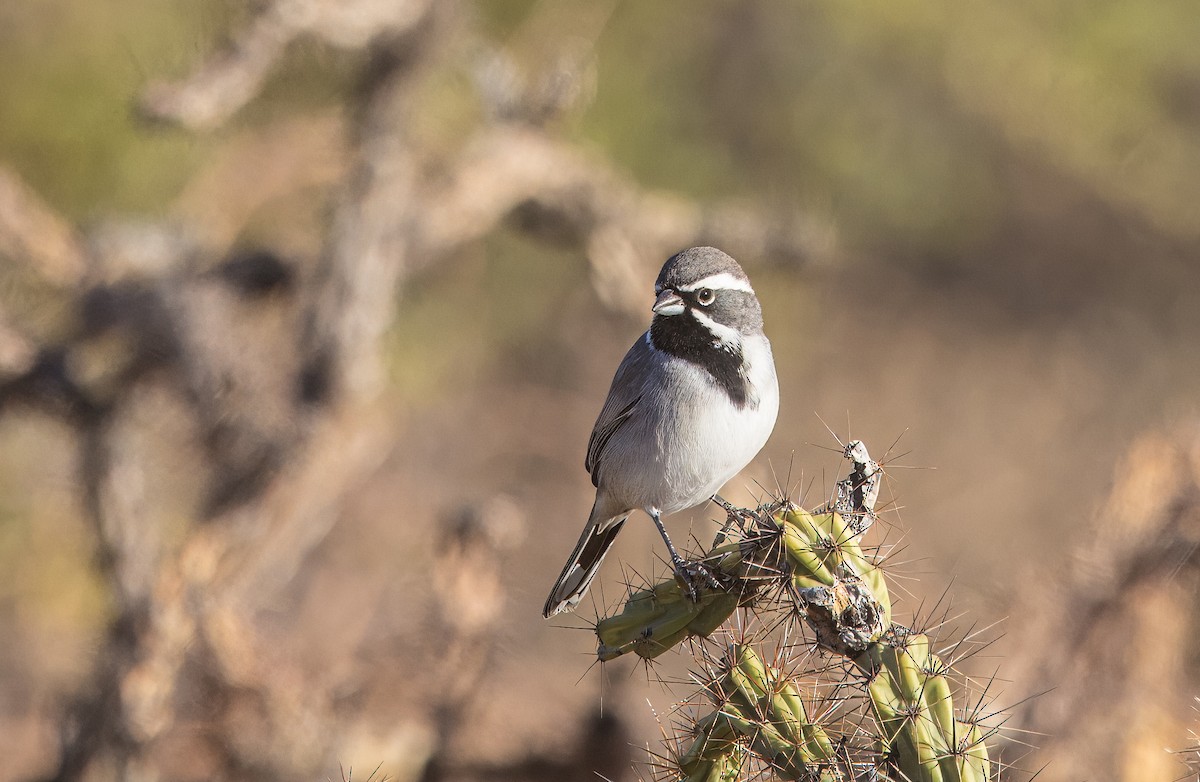 Camachuelo Mexicano - ML645351650