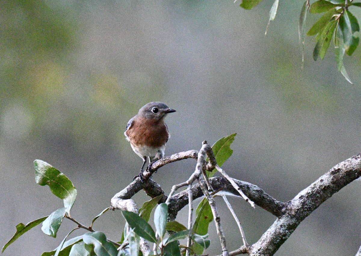 Azulejo Oriental - ML645351651