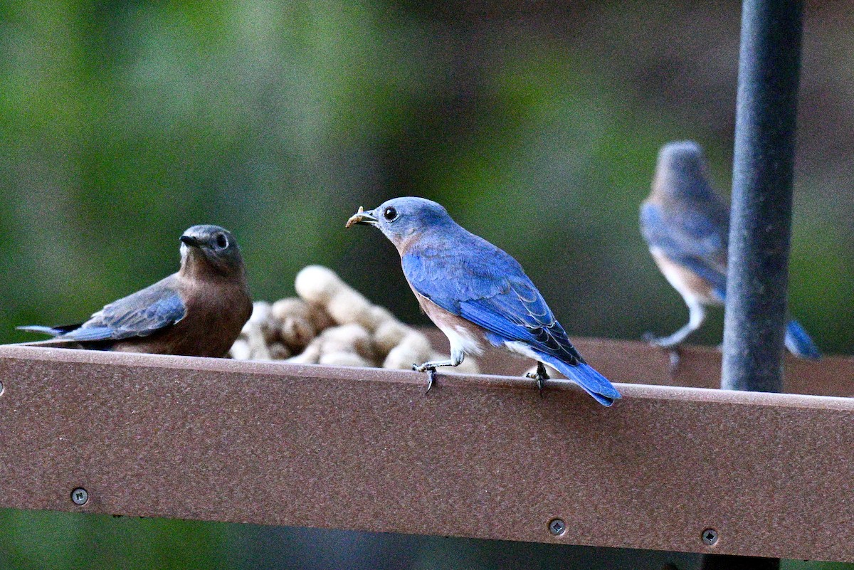 Azulejo Oriental - ML645351652