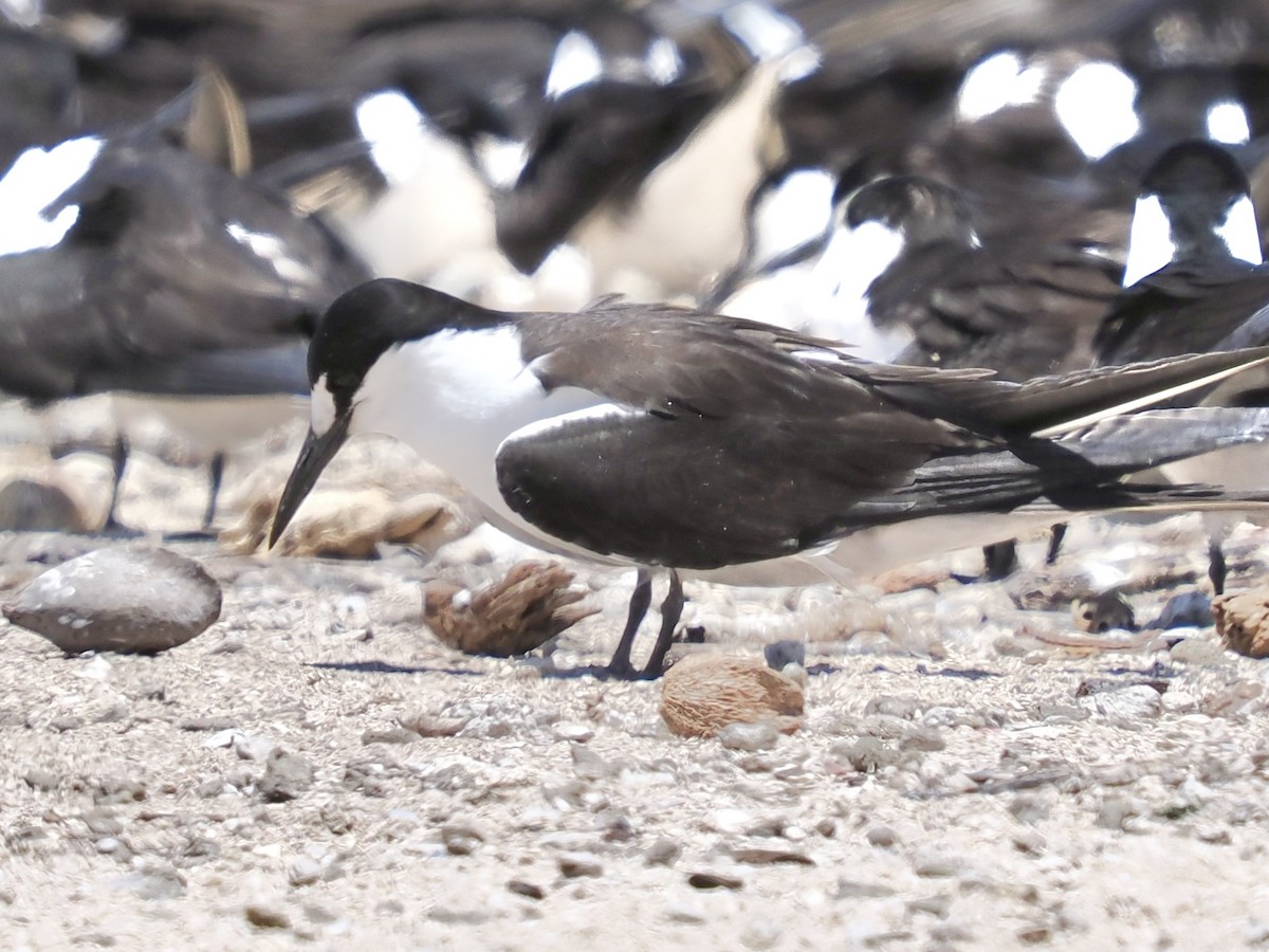 Charrán Sombrío - ML645351653