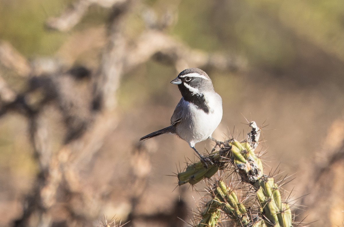 Camachuelo Mexicano - ML645351654