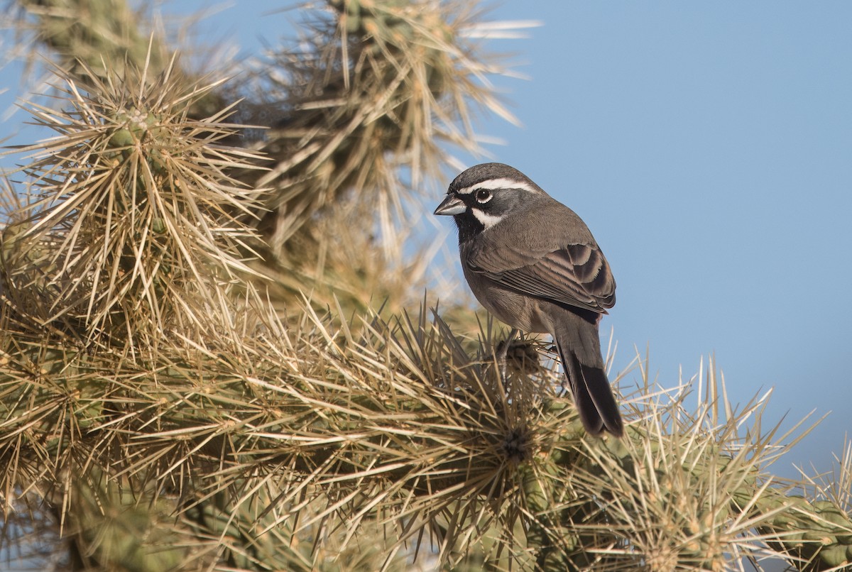Camachuelo Mexicano - ML645351655