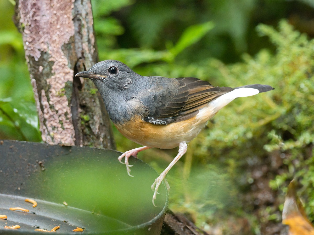 Shama Malabar - ML645351656