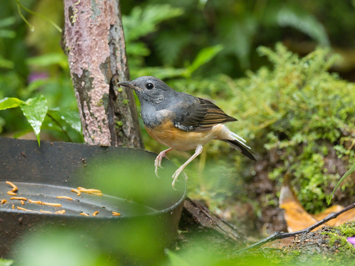 Shama Malabar - ML645351657