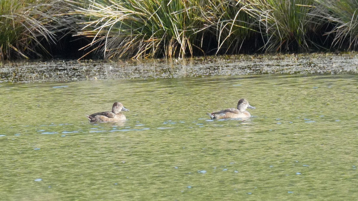 Ring-necked Duck - ML645351658