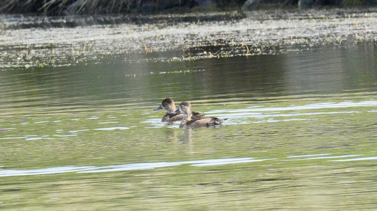 Ring-necked Duck - ML645351659