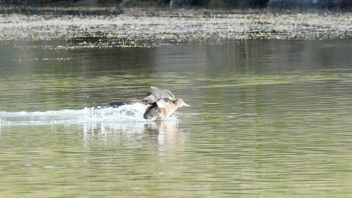 Ring-necked Duck - ML645351661