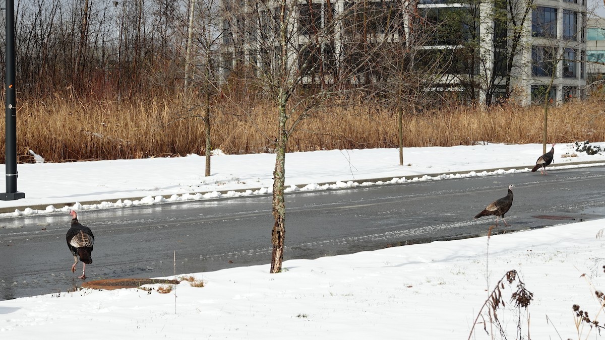 krocan divoký - ML645351667