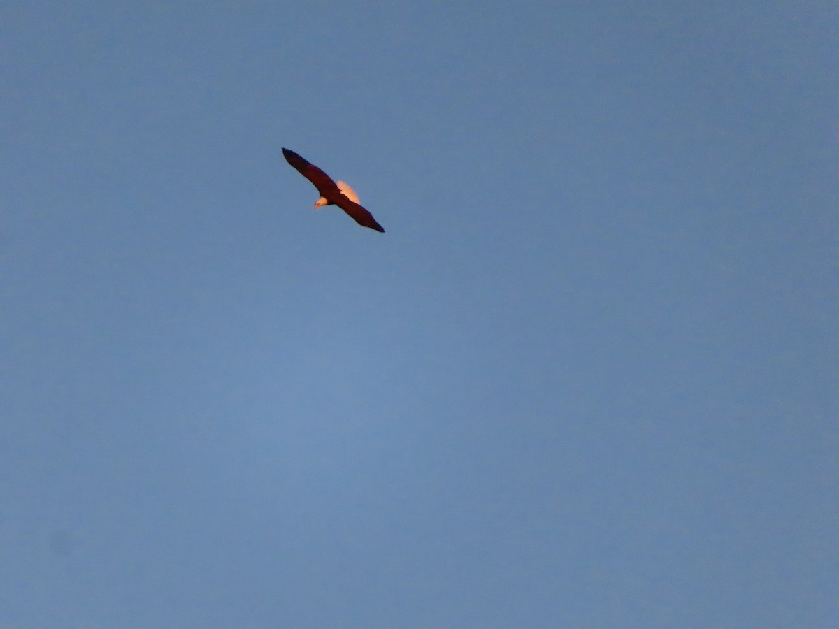 Белоголовый орлан - ML645351680