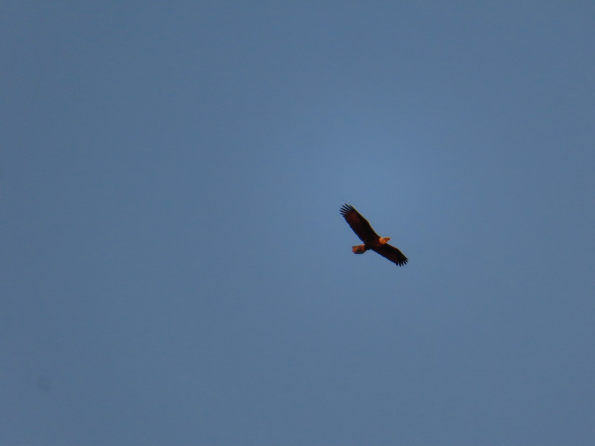 Белоголовый орлан - ML645351681