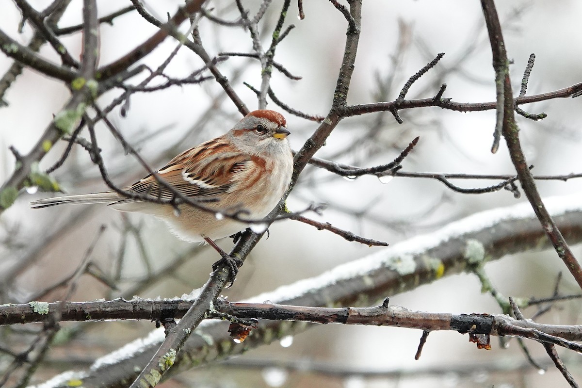 strnádka pokřovní - ML645351684