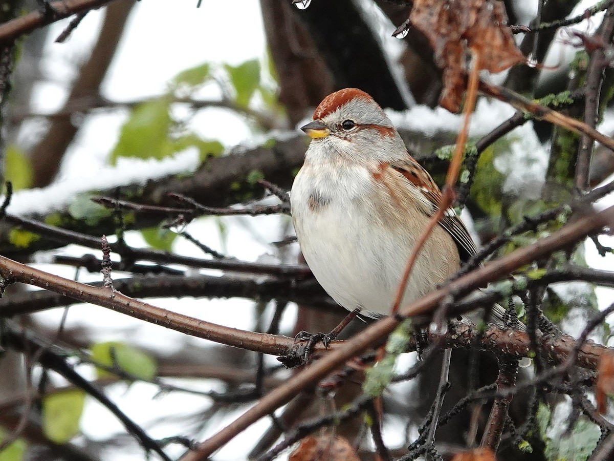 strnádka pokřovní - ML645351686