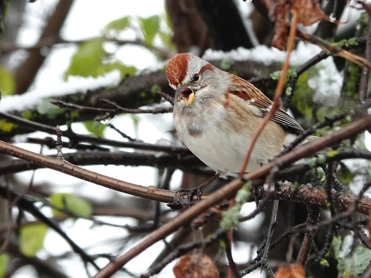 strnádka pokřovní - ML645351688