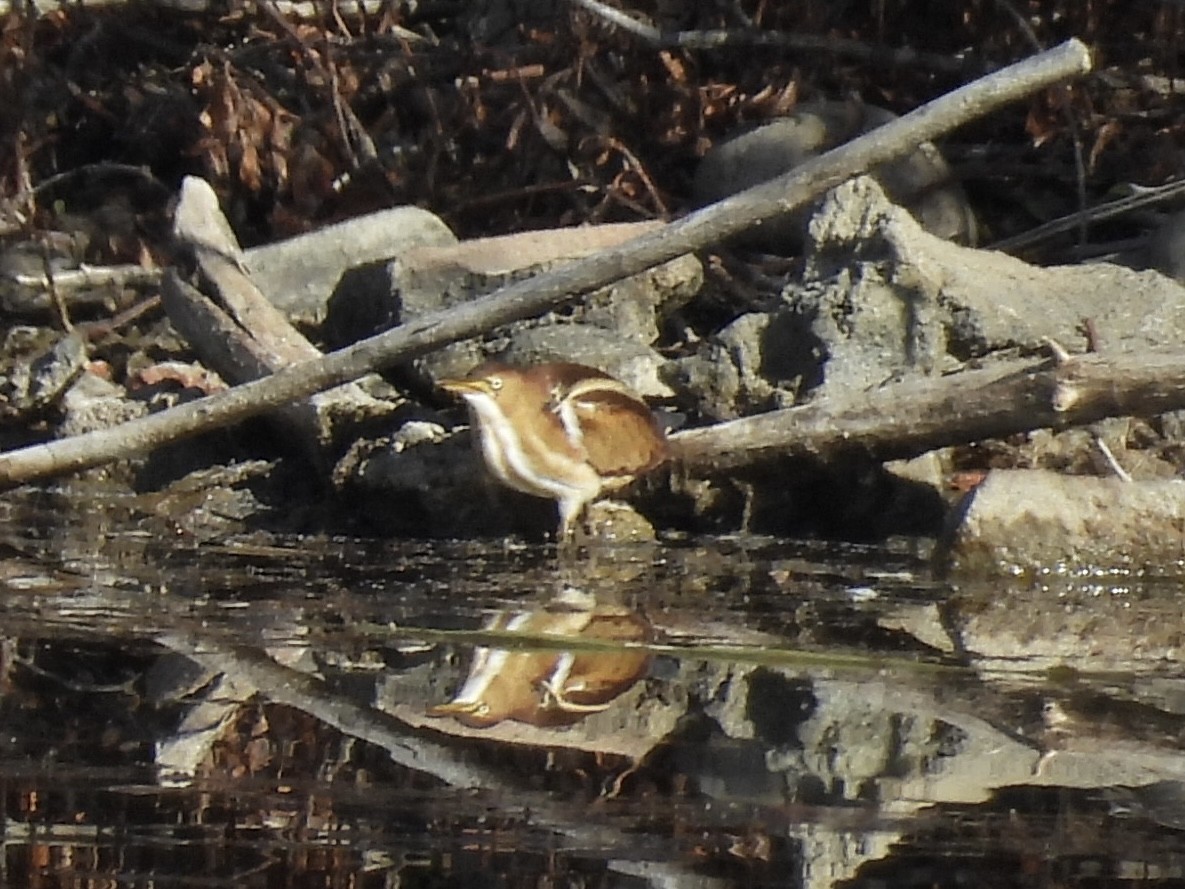 コヨシゴイ - ML645351689