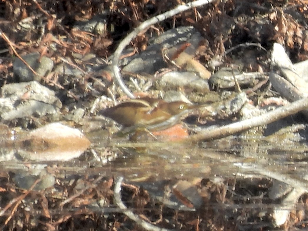 コヨシゴイ - ML645351690