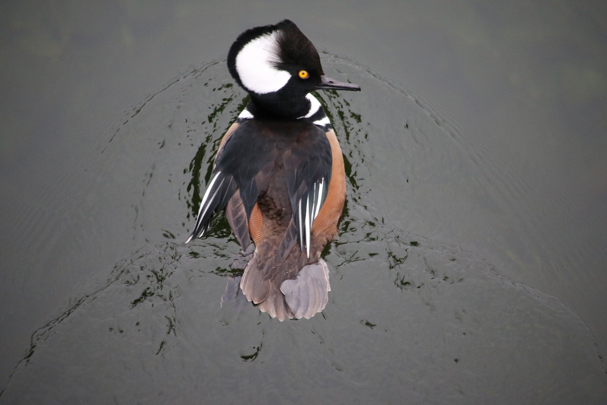morčák chocholatý - ML645351694