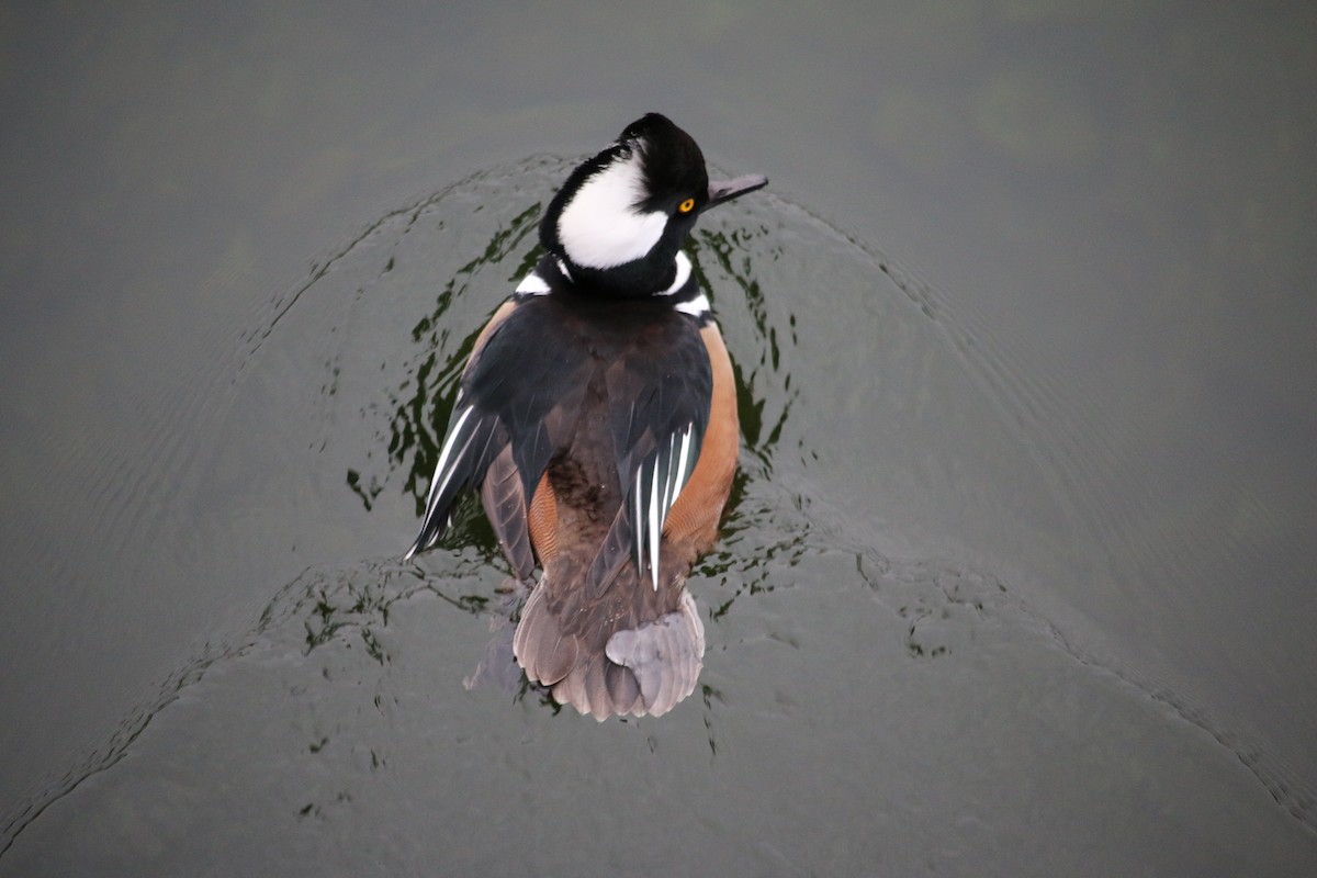 morčák chocholatý - ML645351695