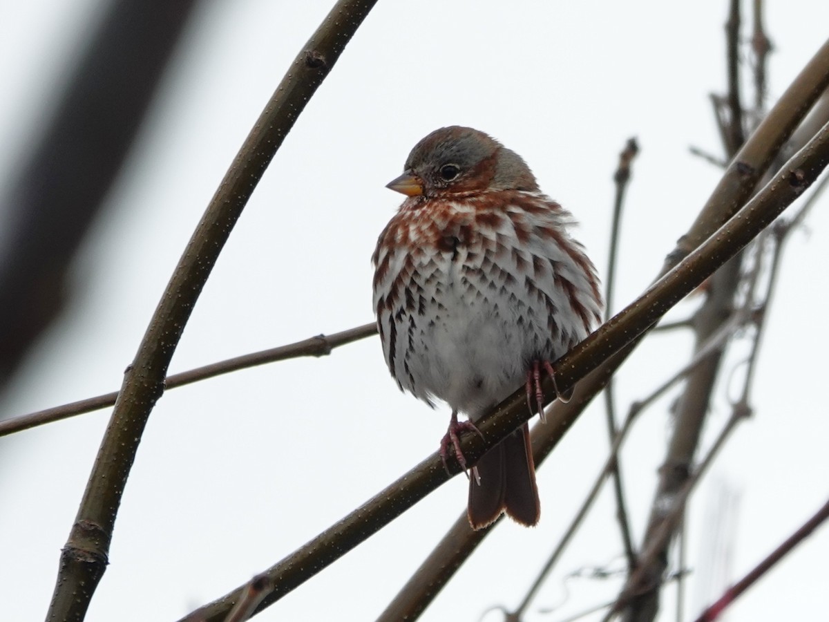 strnadec kaštanový - ML645351701