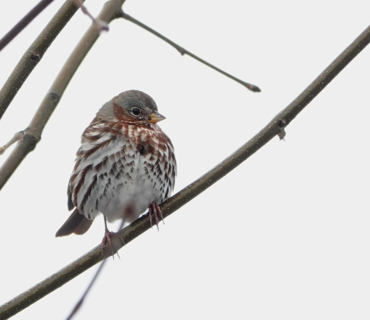 strnadec kaštanový - ML645351718