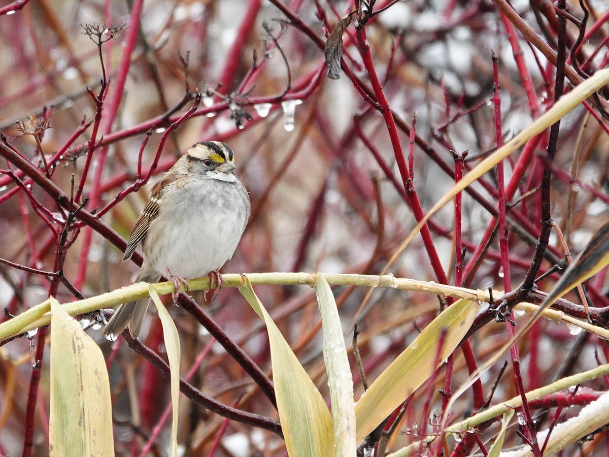 strnadec bělohrdlý - ML645351735