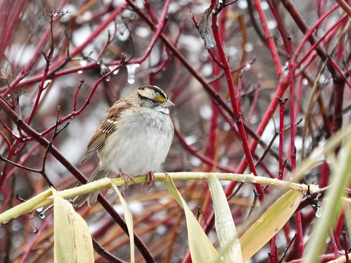 strnadec bělohrdlý - ML645351737