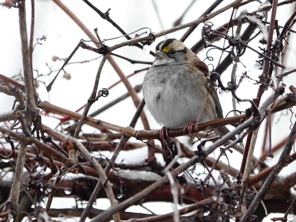 strnadec bělohrdlý - ML645351741