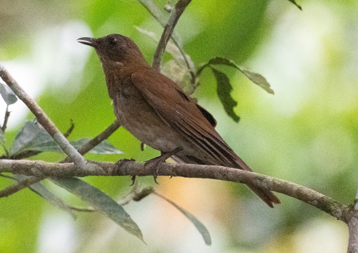 Hauxwell's Thrush - ML645351754