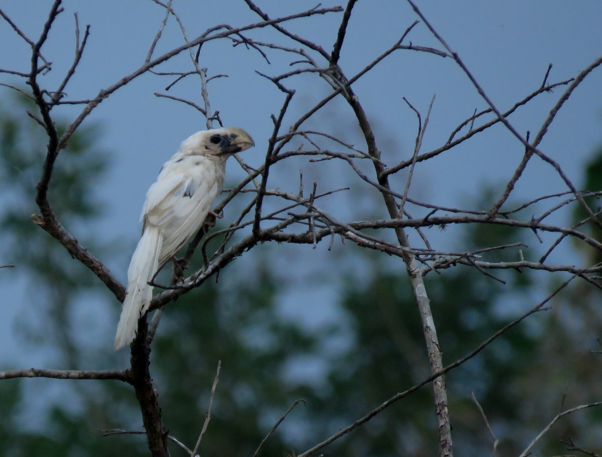 ani tlustozobá - ML645351762