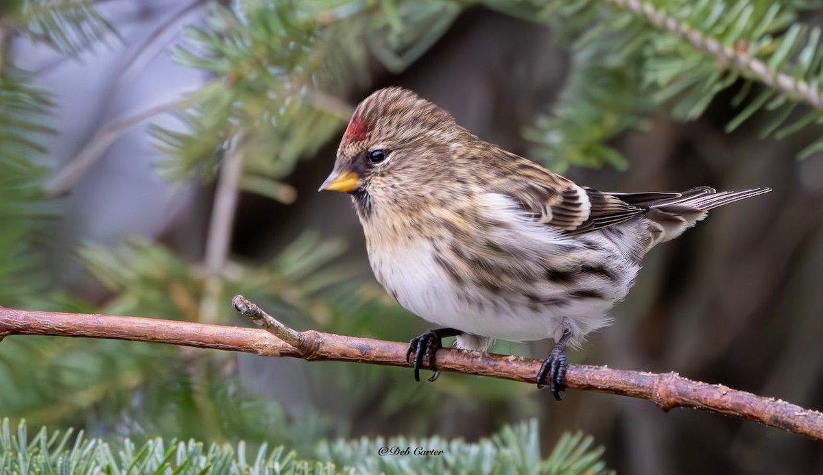 Birkenzeisig (Taigabirkenzeisig) - ML645351798