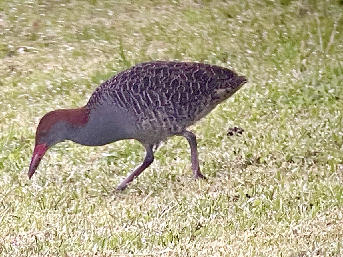 Slaty-breasted Rail - ML645351808