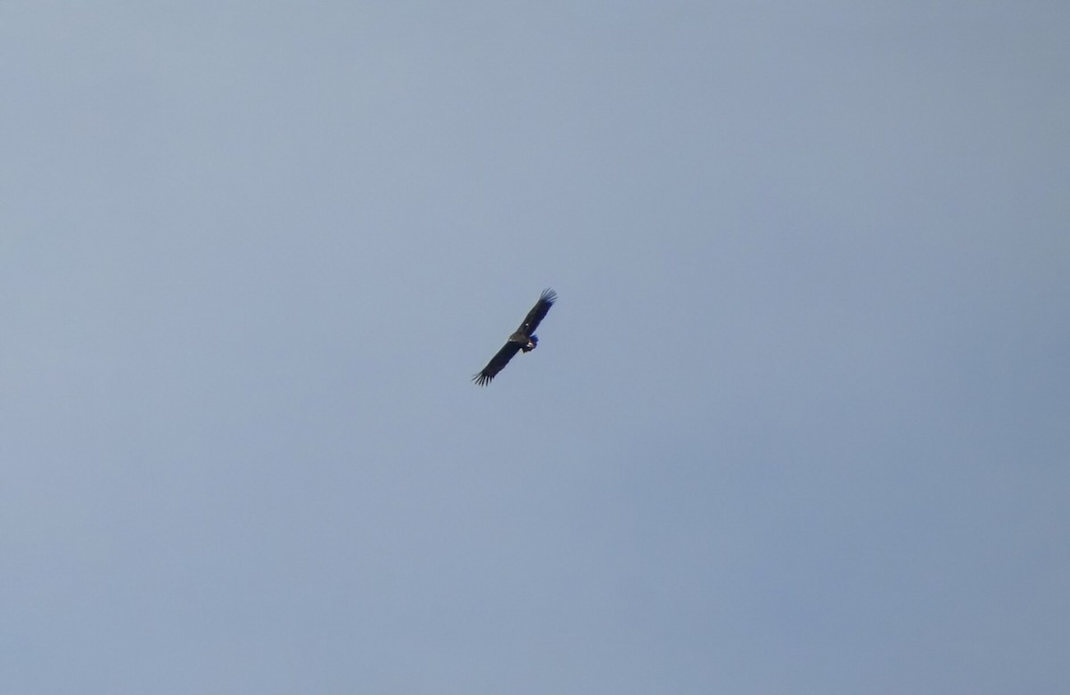 sup hnědý - ML645351809