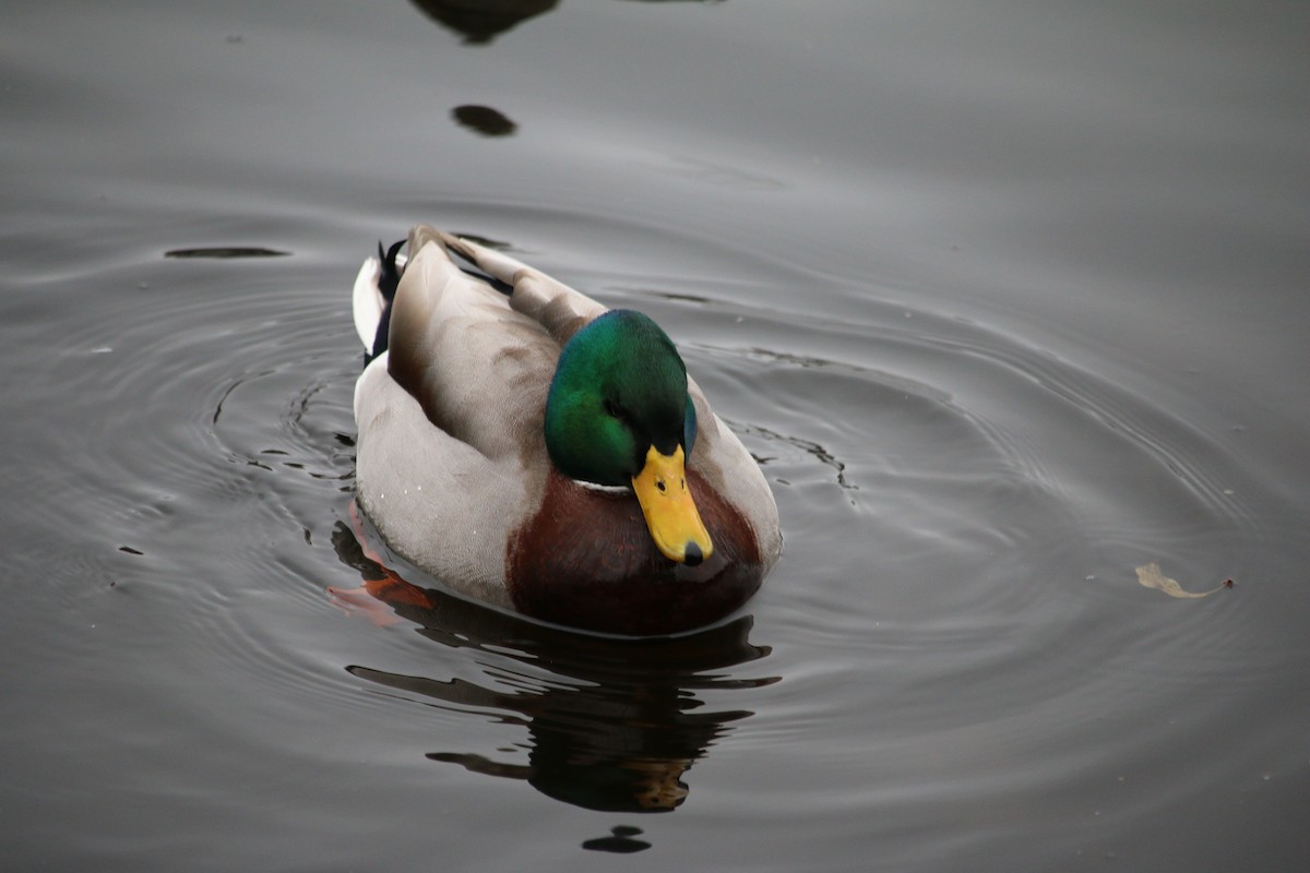 kachna divoká - ML645351811