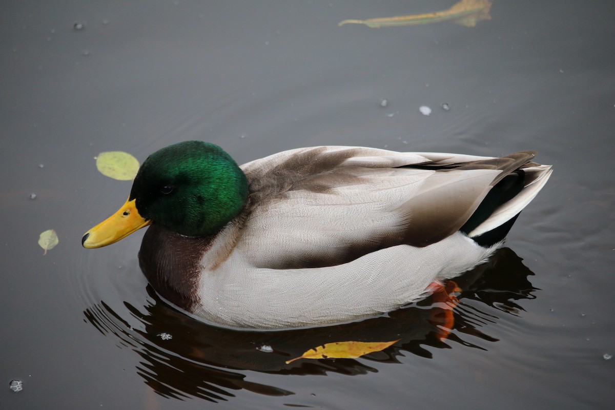 kachna divoká - ML645351814