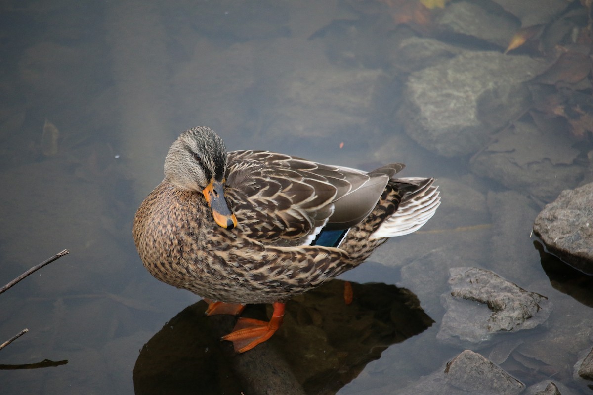 kachna divoká - ML645351815