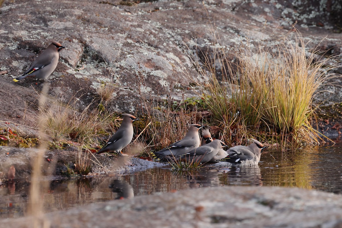 Bohemian Waxwing - ML645351816