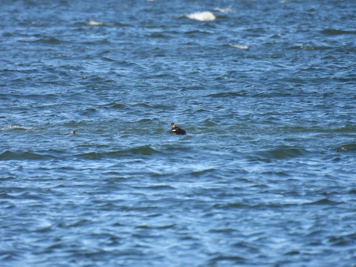 White-winged Scoter - ML645351818